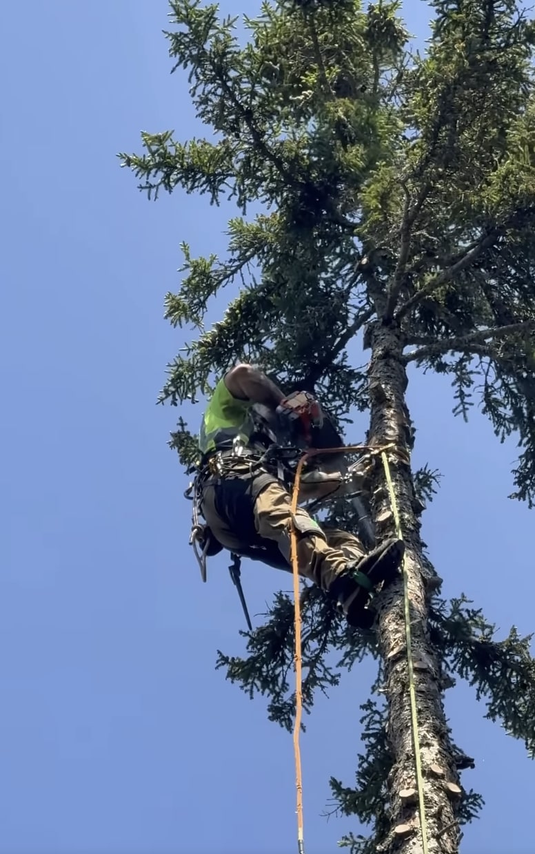 Professional arborist consulting and tree assessment services in La Habra