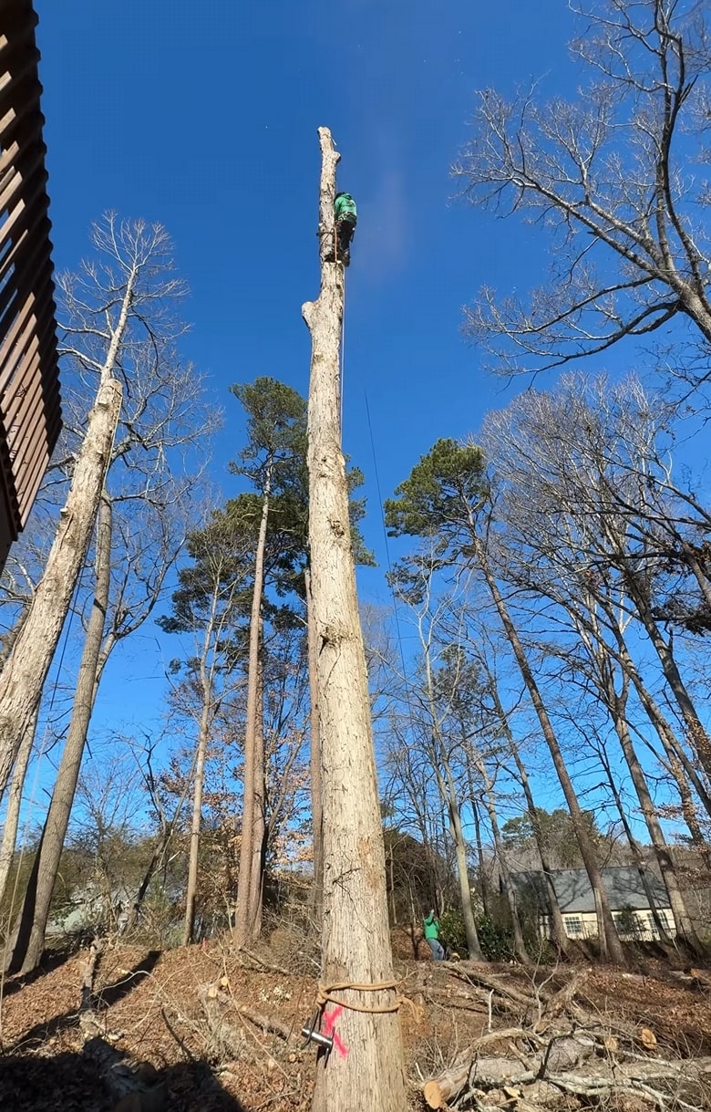 Professional tree removal service in La Habra, CA showing tall tree being safely removed